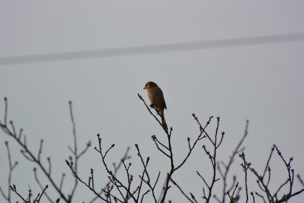 f:id:doshiroutobirder:20181018194107j:plain f:id:doshiroutobirder:20181018194107j:plain