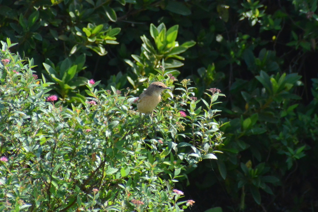 f:id:doshiroutobirder:20181018201819j:plain f:id:doshiroutobirder:20181018201819j:plain