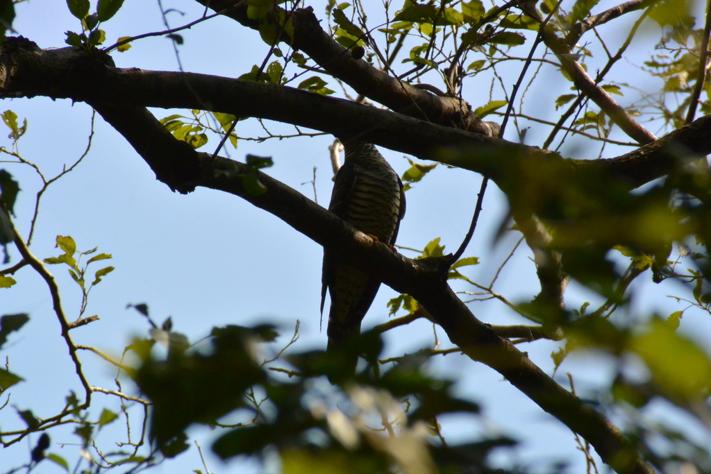 f:id:doshiroutobirder:20181018202208j:plain f:id:doshiroutobirder:20181018202208j:plain