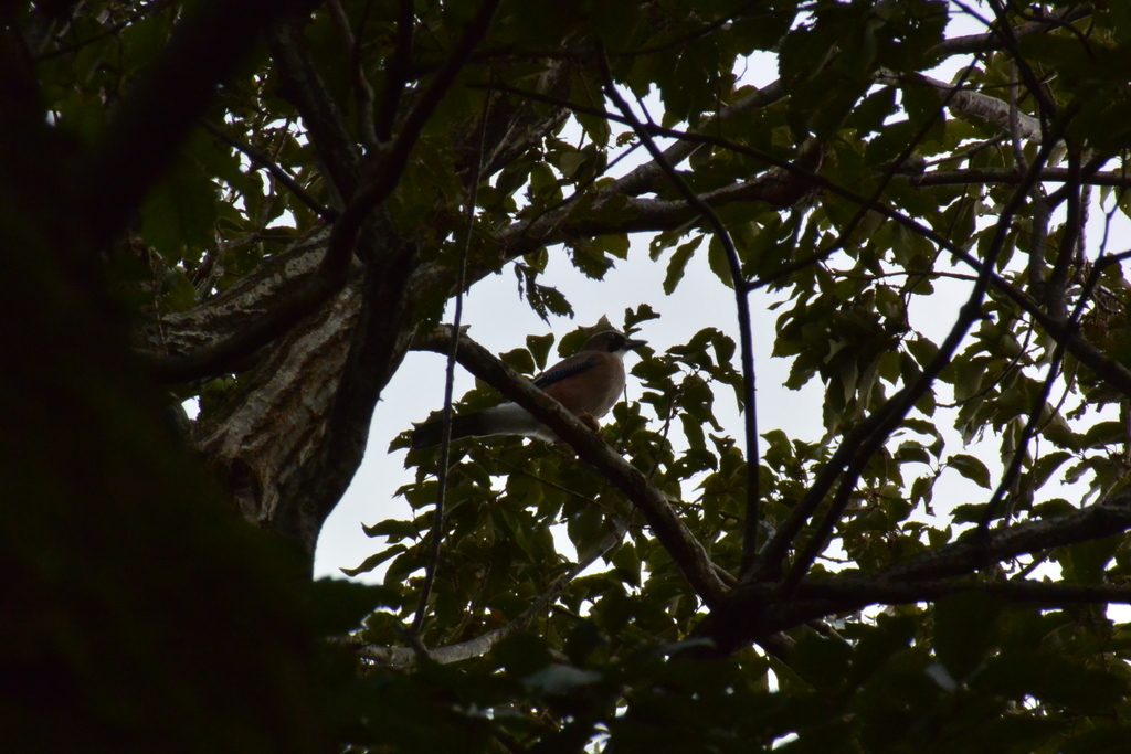 f:id:doshiroutobirder:20181018202451j:plain f:id:doshiroutobirder:20181018202451j:plain