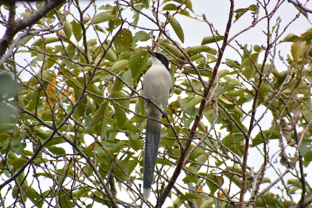 f:id:doshiroutobirder:20181018203021j:plain f:id:doshiroutobirder:20181018203021j:plain
