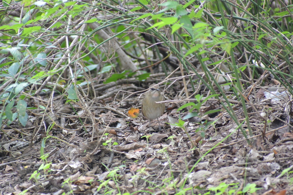 f:id:doshiroutobirder:20181018203424j:plain f:id:doshiroutobirder:20181018203424j:plain