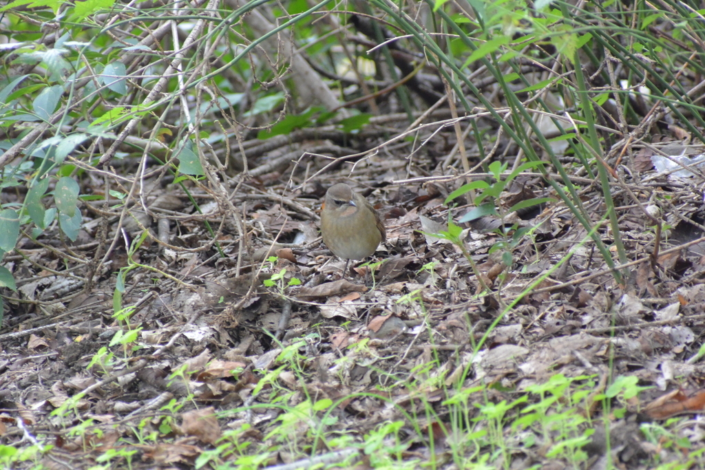 f:id:doshiroutobirder:20181018203807j:plain f:id:doshiroutobirder:20181018203807j:plain