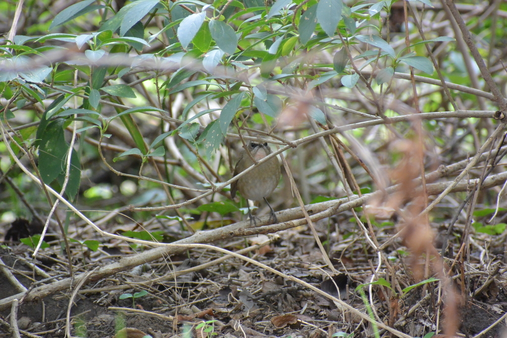 f:id:doshiroutobirder:20181018203955j:plain f:id:doshiroutobirder:20181018203955j:plain