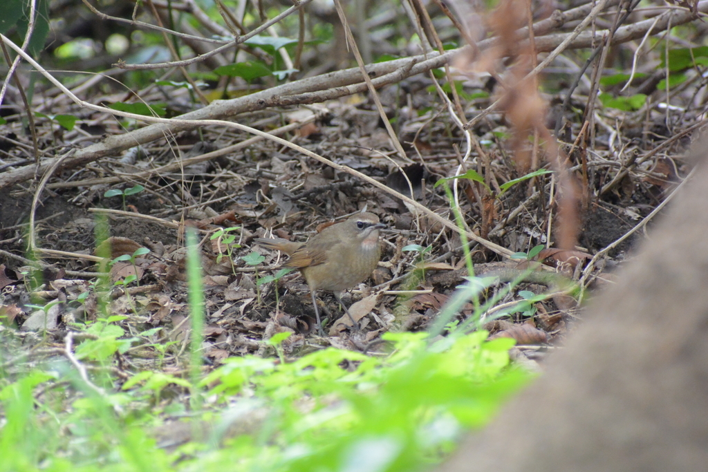 f:id:doshiroutobirder:20181018204140j:plain f:id:doshiroutobirder:20181018204140j:plain