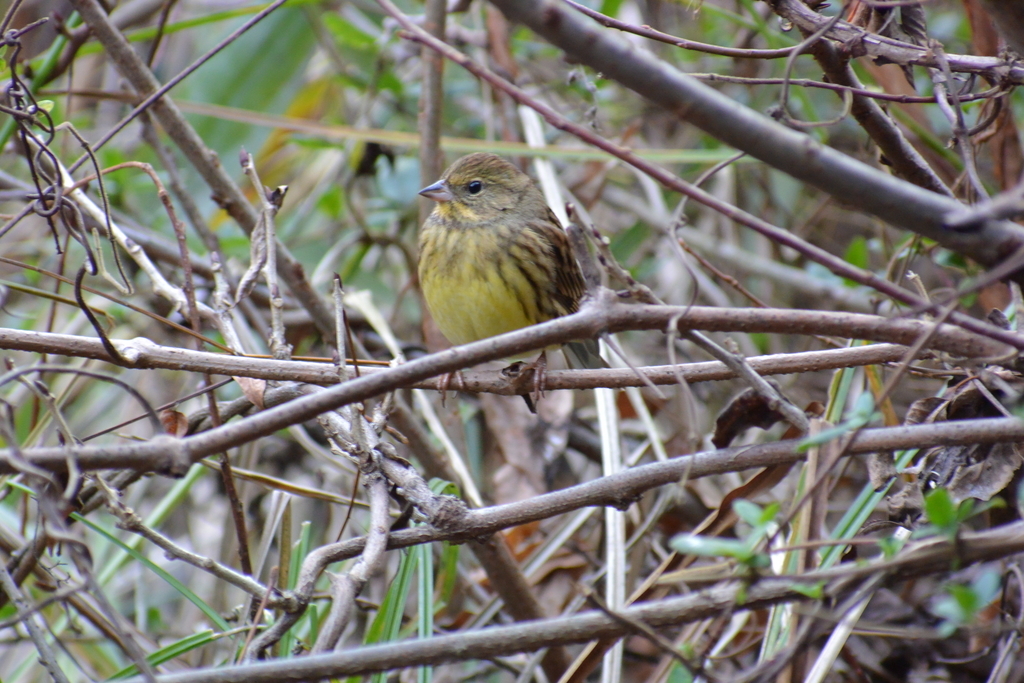 f:id:doshiroutobirder:20181209175504j:plain f:id:doshiroutobirder:20181209175504j:plain