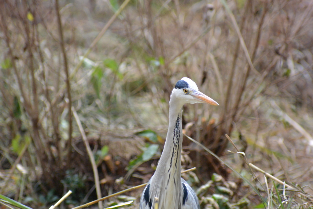 f:id:doshiroutobirder:20181209175748j:plain f:id:doshiroutobirder:20181209175748j:plain
