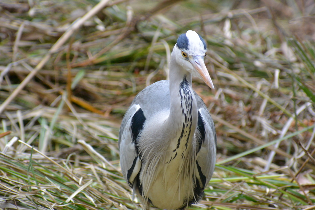 f:id:doshiroutobirder:20181209175940j:plain f:id:doshiroutobirder:20181209175940j:plain