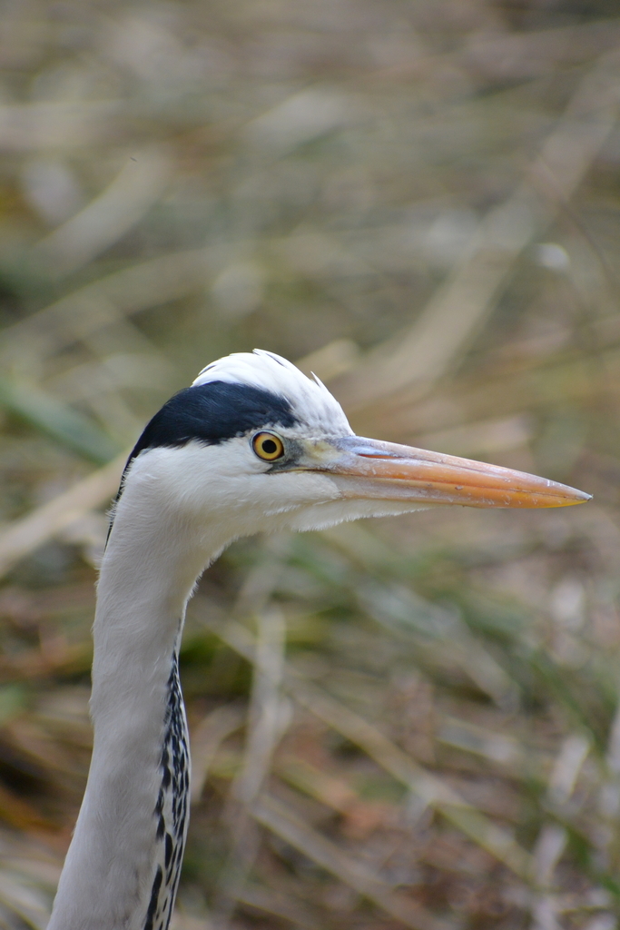 f:id:doshiroutobirder:20181209180138j:plain f:id:doshiroutobirder:20181209180138j:plain