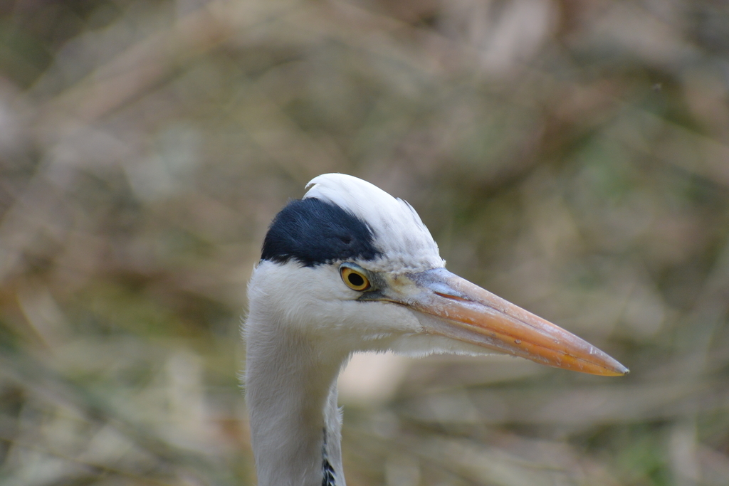f:id:doshiroutobirder:20181209180443j:plain f:id:doshiroutobirder:20181209180443j:plain