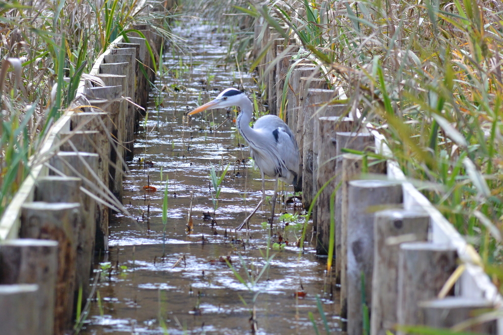 f:id:doshiroutobirder:20181209180859j:plain f:id:doshiroutobirder:20181209180859j:plain