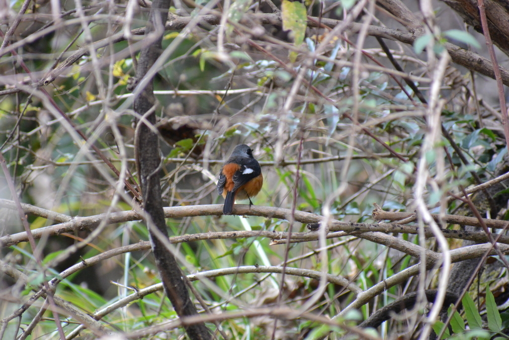 f:id:doshiroutobirder:20181209190209j:plain f:id:doshiroutobirder:20181209190209j:plain