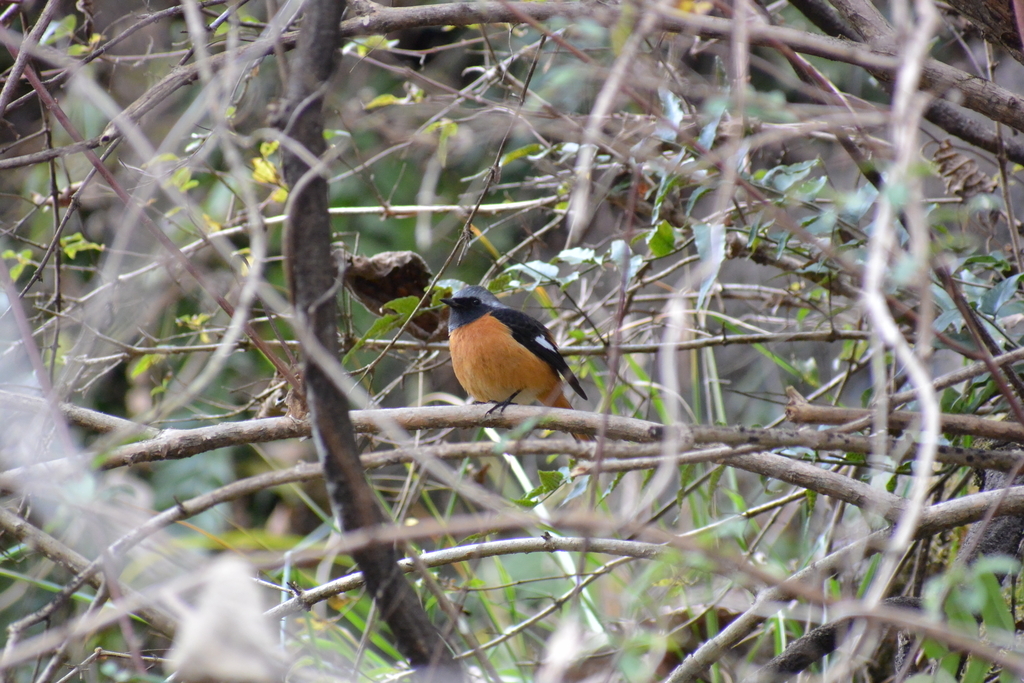 f:id:doshiroutobirder:20181209190403j:plain f:id:doshiroutobirder:20181209190403j:plain