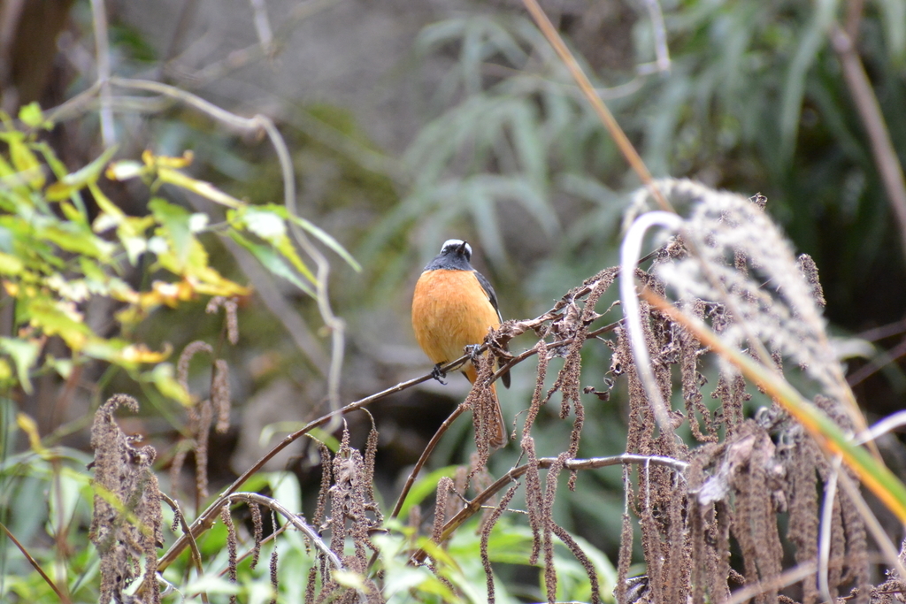 f:id:doshiroutobirder:20181209190543j:plain f:id:doshiroutobirder:20181209190543j:plain