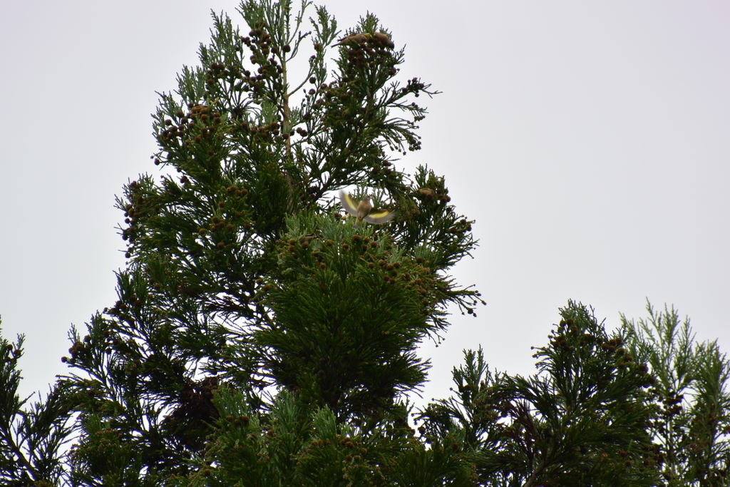 f:id:doshiroutobirder:20181209190703j:plain f:id:doshiroutobirder:20181209190703j:plain