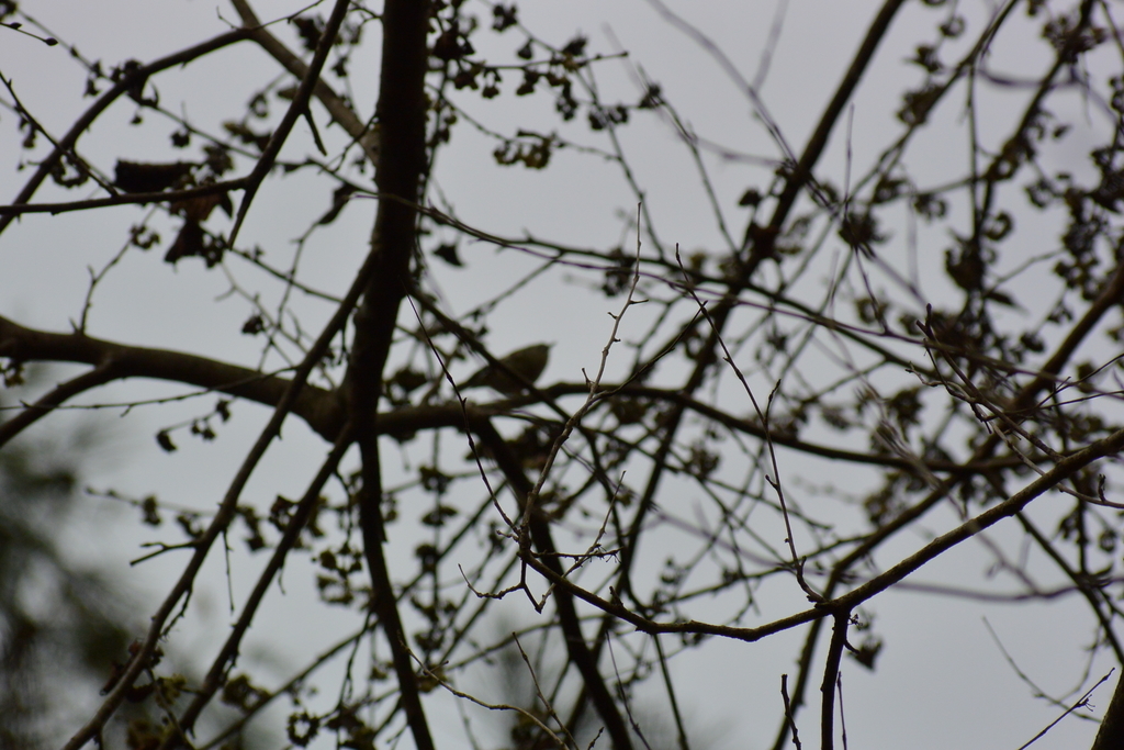 f:id:doshiroutobirder:20181209192309j:plain f:id:doshiroutobirder:20181209192309j:plain