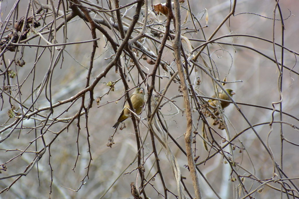 f:id:doshiroutobirder:20181209193102j:plain f:id:doshiroutobirder:20181209193102j:plain