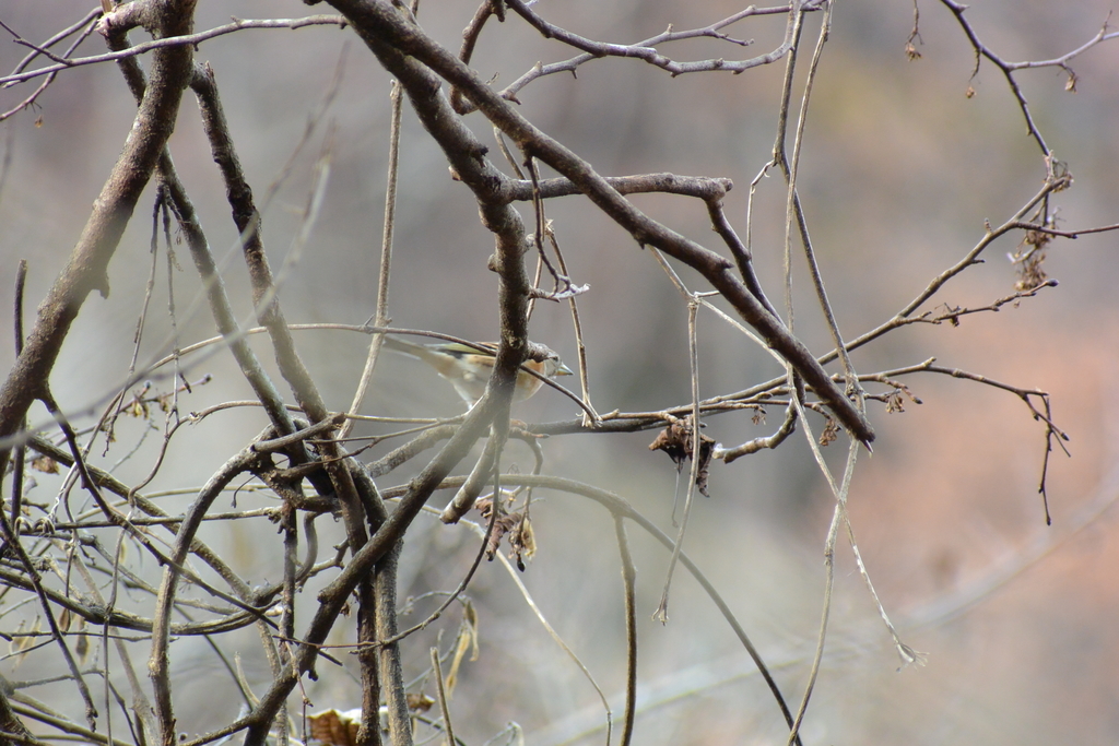 f:id:doshiroutobirder:20181209194141j:plain f:id:doshiroutobirder:20181209194141j:plain