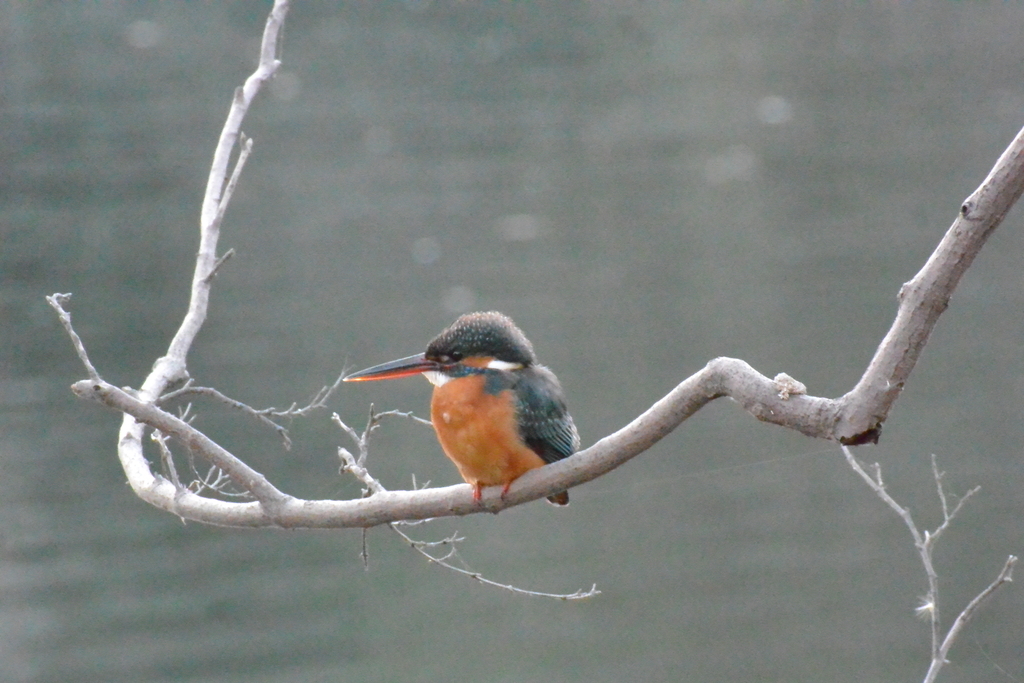 f:id:doshiroutobirder:20190122202423j:plain f:id:doshiroutobirder:20190122202423j:plain