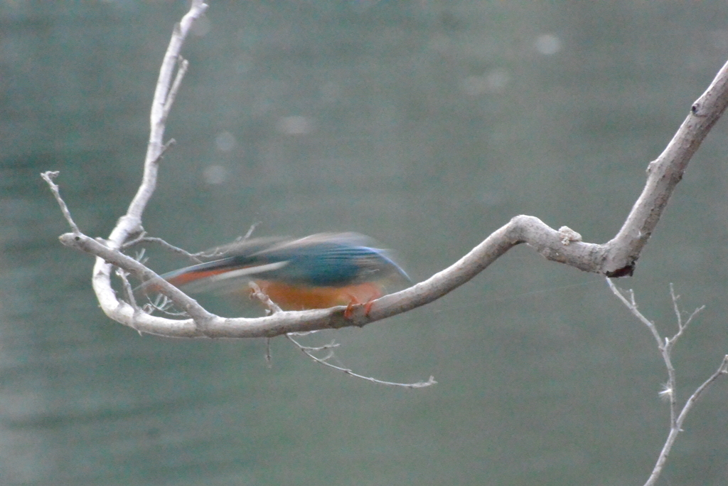 f:id:doshiroutobirder:20190122202542j:plain f:id:doshiroutobirder:20190122202542j:plain