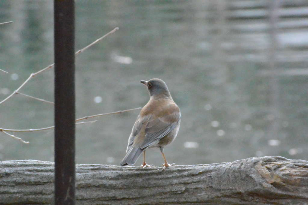 f:id:doshiroutobirder:20190122202925j:plain f:id:doshiroutobirder:20190122202925j:plain