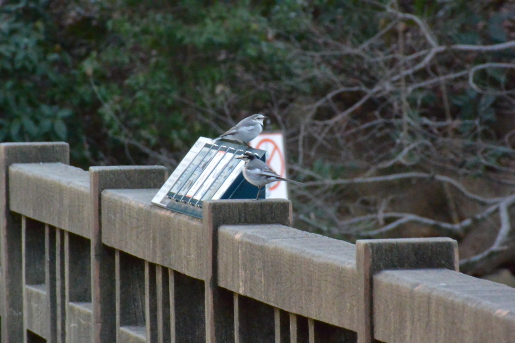 f:id:doshiroutobirder:20190122203036j:plain f:id:doshiroutobirder:20190122203036j:plain