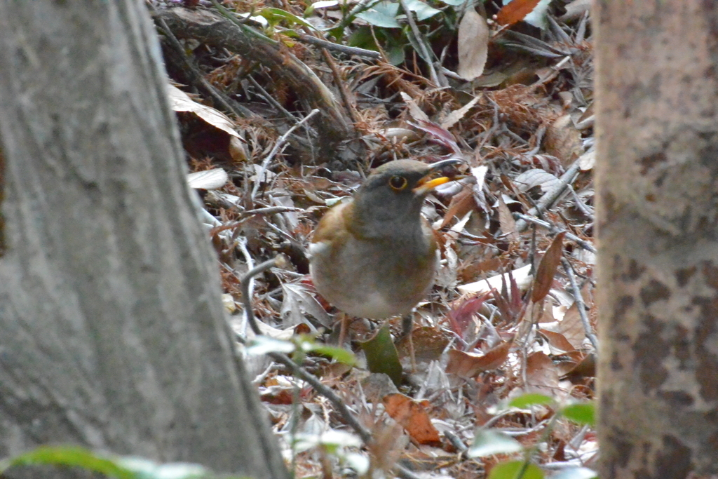 f:id:doshiroutobirder:20190122203150j:plain f:id:doshiroutobirder:20190122203150j:plain