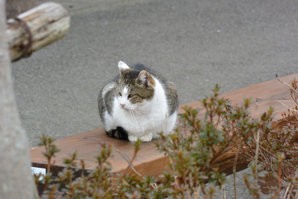 f:id:doshiroutobirder:20190217173303j:plain f:id:doshiroutobirder:20190217173303j:plain