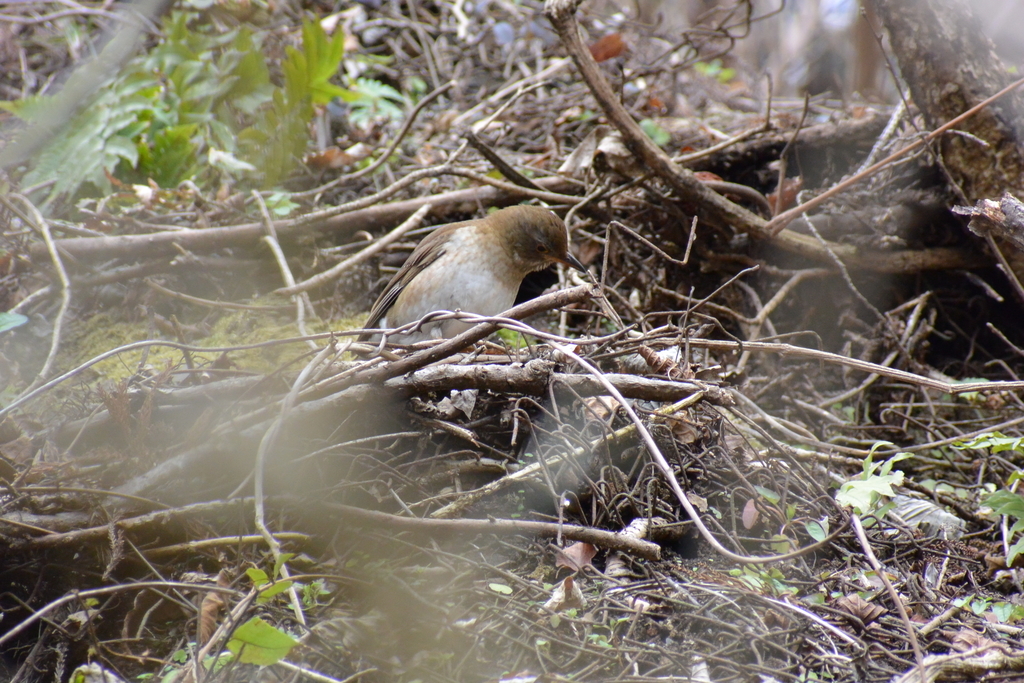 f:id:doshiroutobirder:20190217173531j:plain f:id:doshiroutobirder:20190217173531j:plain