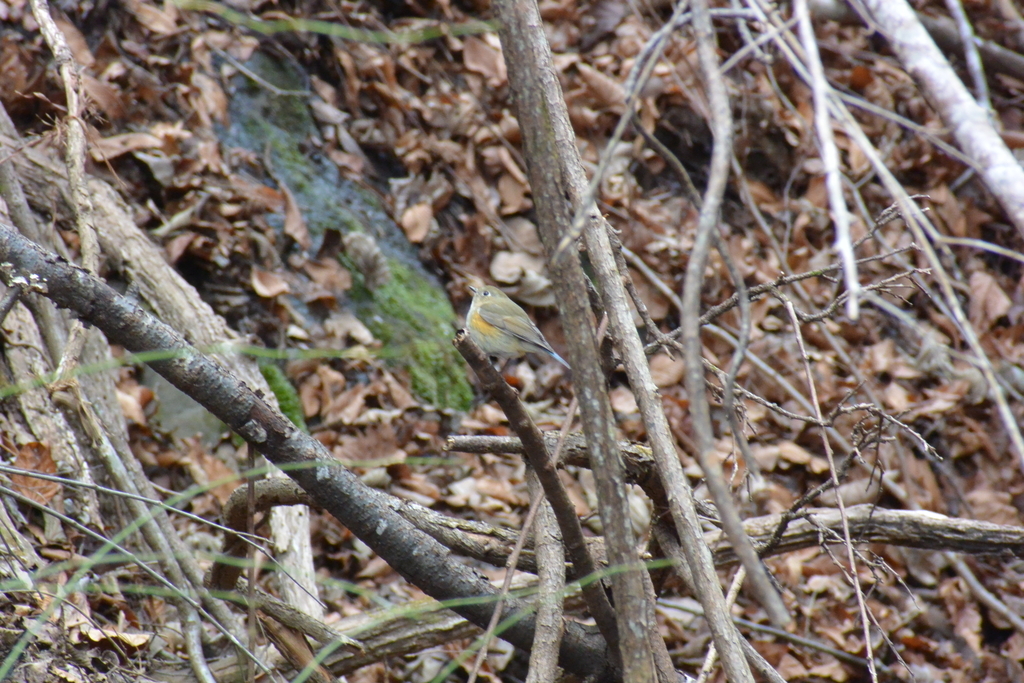 f:id:doshiroutobirder:20190217173956j:plain f:id:doshiroutobirder:20190217173956j:plain