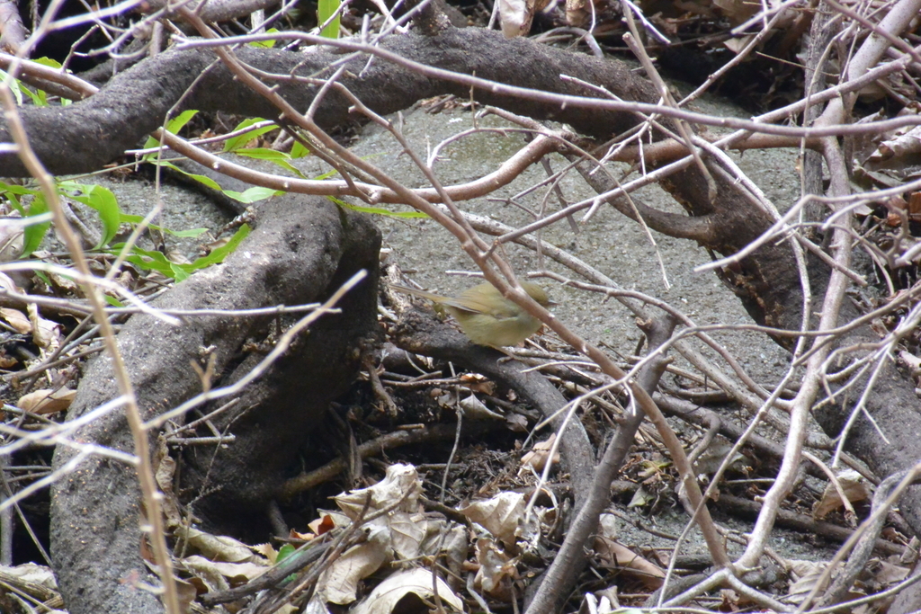 f:id:doshiroutobirder:20190217174154j:plain f:id:doshiroutobirder:20190217174154j:plain
