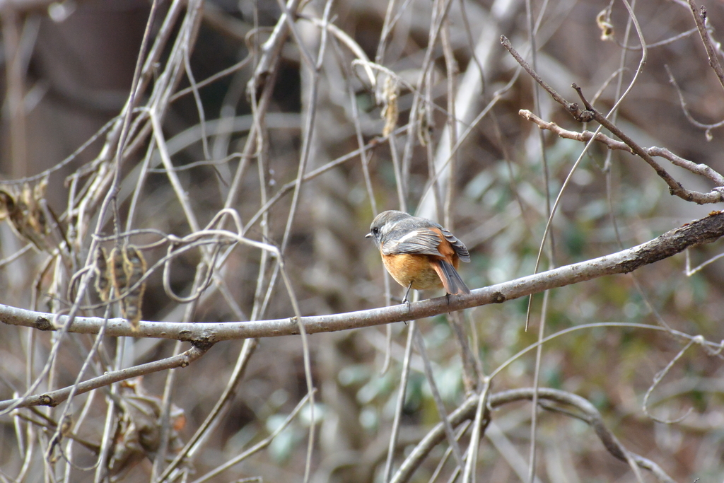 f:id:doshiroutobirder:20190217174341j:plain f:id:doshiroutobirder:20190217174341j:plain