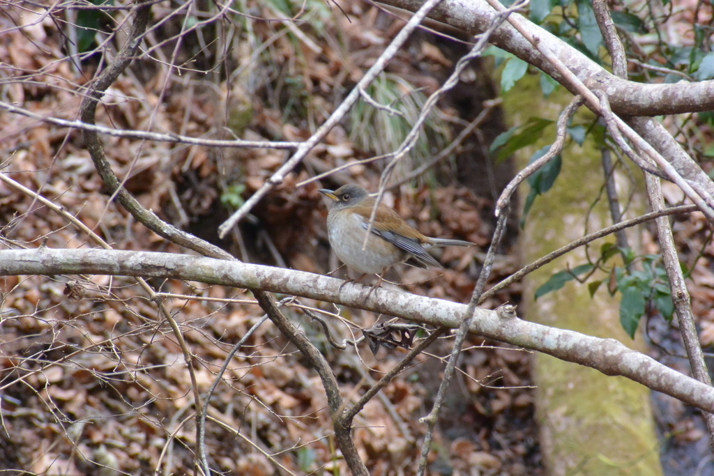 f:id:doshiroutobirder:20190217174516j:plain f:id:doshiroutobirder:20190217174516j:plain