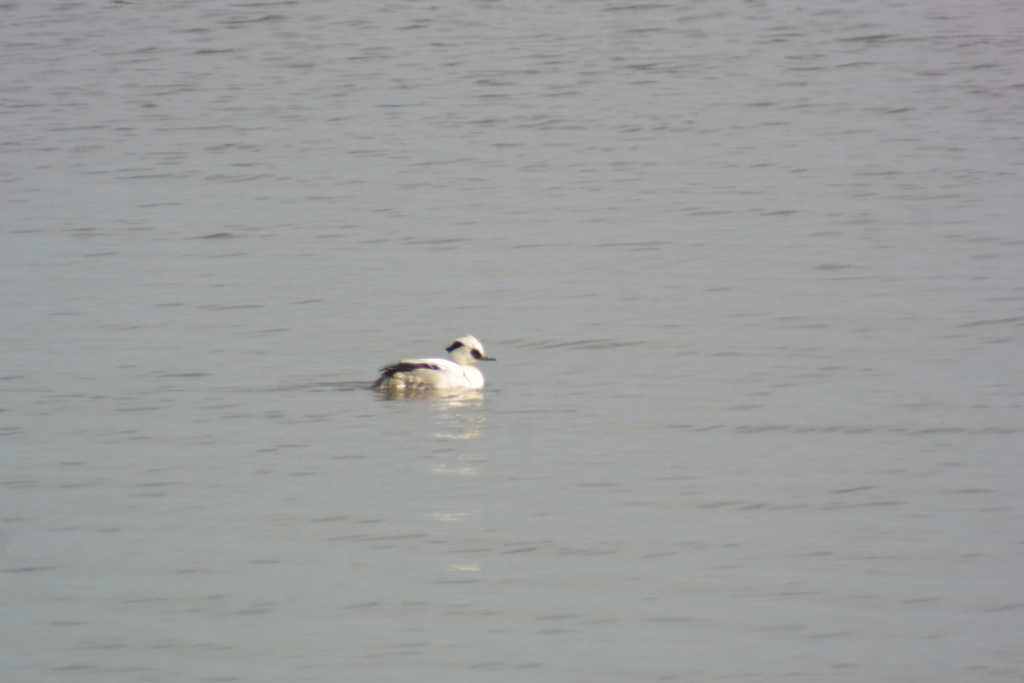 f:id:doshiroutobirder:20190217175410j:plain f:id:doshiroutobirder:20190217175410j:plain