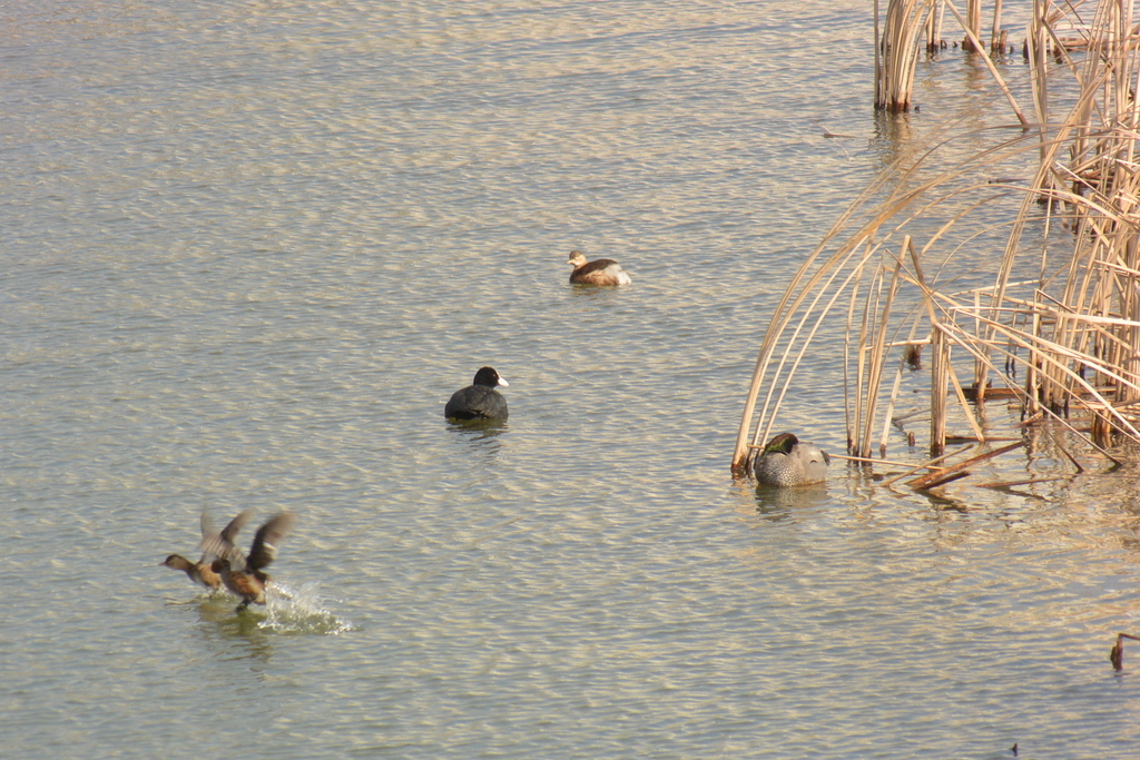 f:id:doshiroutobirder:20190217175811j:plain f:id:doshiroutobirder:20190217175811j:plain