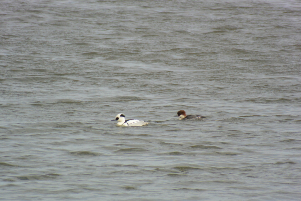 f:id:doshiroutobirder:20190217180740j:plain f:id:doshiroutobirder:20190217180740j:plain