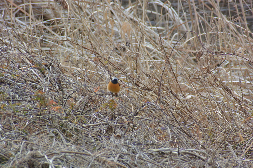 f:id:doshiroutobirder:20190217180950j:plain f:id:doshiroutobirder:20190217180950j:plain