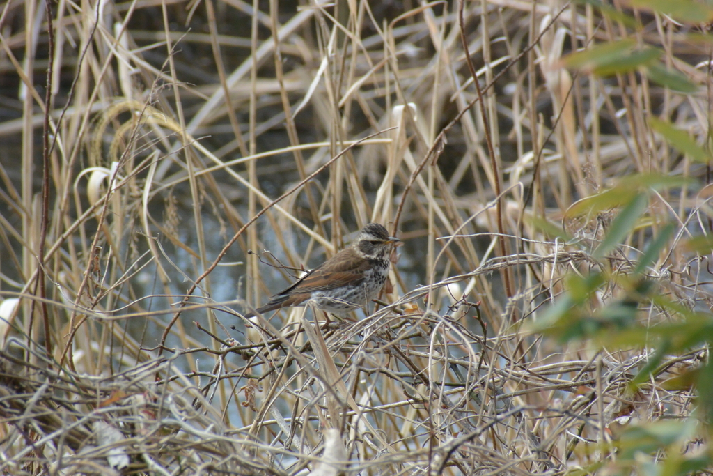 f:id:doshiroutobirder:20190217181114j:plain f:id:doshiroutobirder:20190217181114j:plain