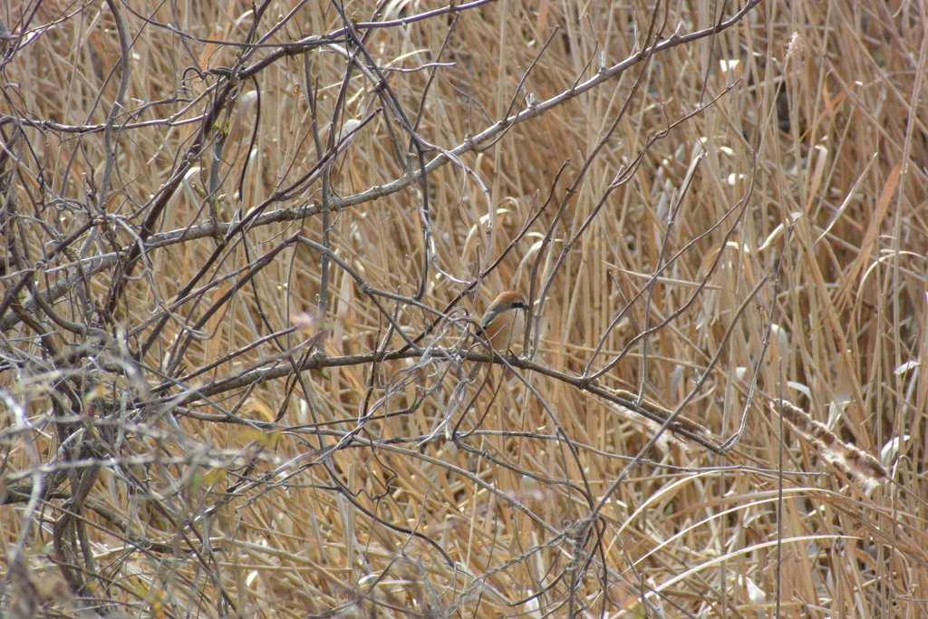 f:id:doshiroutobirder:20190217181227j:plain f:id:doshiroutobirder:20190217181227j:plain