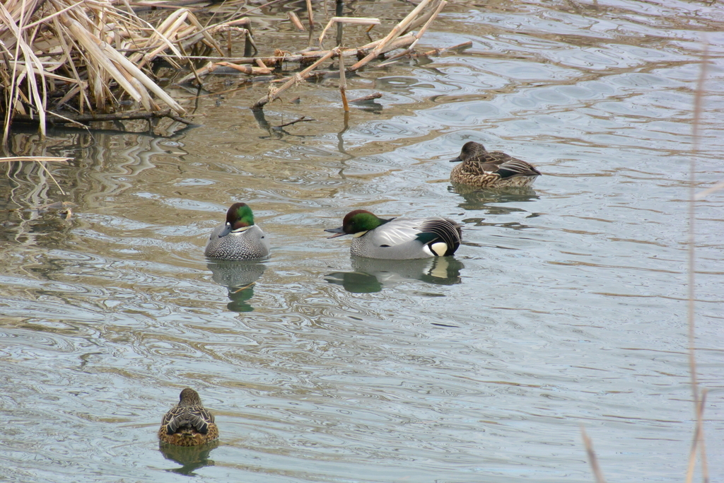 f:id:doshiroutobirder:20190217181353j:plain f:id:doshiroutobirder:20190217181353j:plain