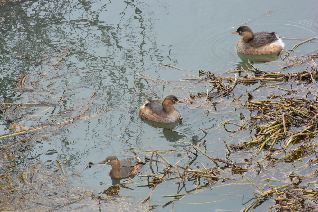f:id:doshiroutobirder:20190217181529j:plain f:id:doshiroutobirder:20190217181529j:plain