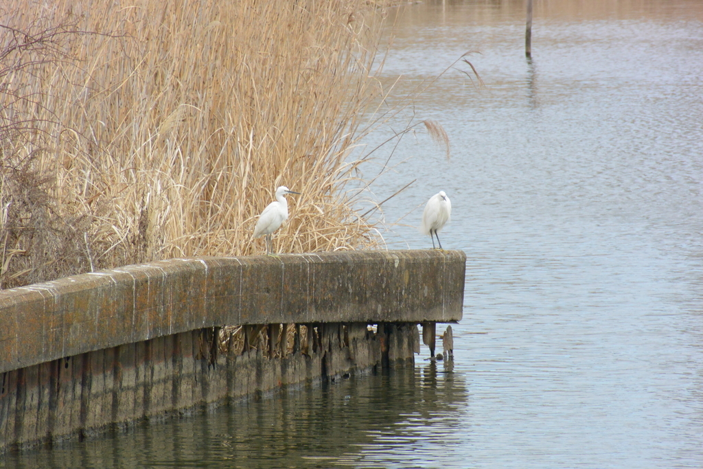 f:id:doshiroutobirder:20190217181601j:plain f:id:doshiroutobirder:20190217181601j:plain