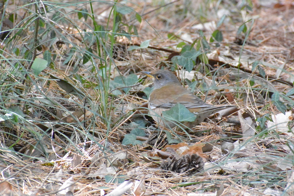 f:id:doshiroutobirder:20190217181806j:plain f:id:doshiroutobirder:20190217181806j:plain