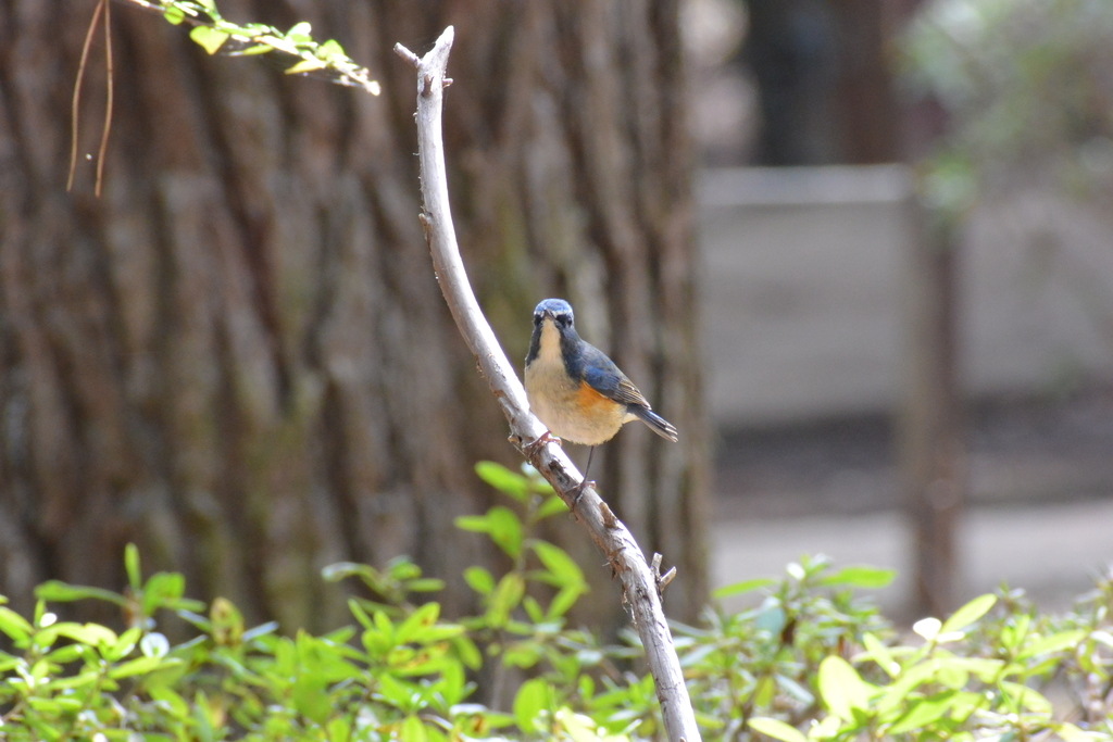 f:id:doshiroutobirder:20190217181935j:plain f:id:doshiroutobirder:20190217181935j:plain