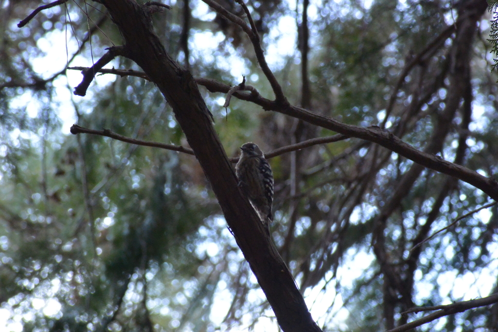 f:id:doshiroutobirder:20190217183144j:plain f:id:doshiroutobirder:20190217183144j:plain