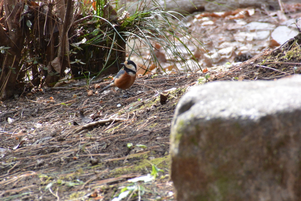 f:id:doshiroutobirder:20190217183246j:plain f:id:doshiroutobirder:20190217183246j:plain