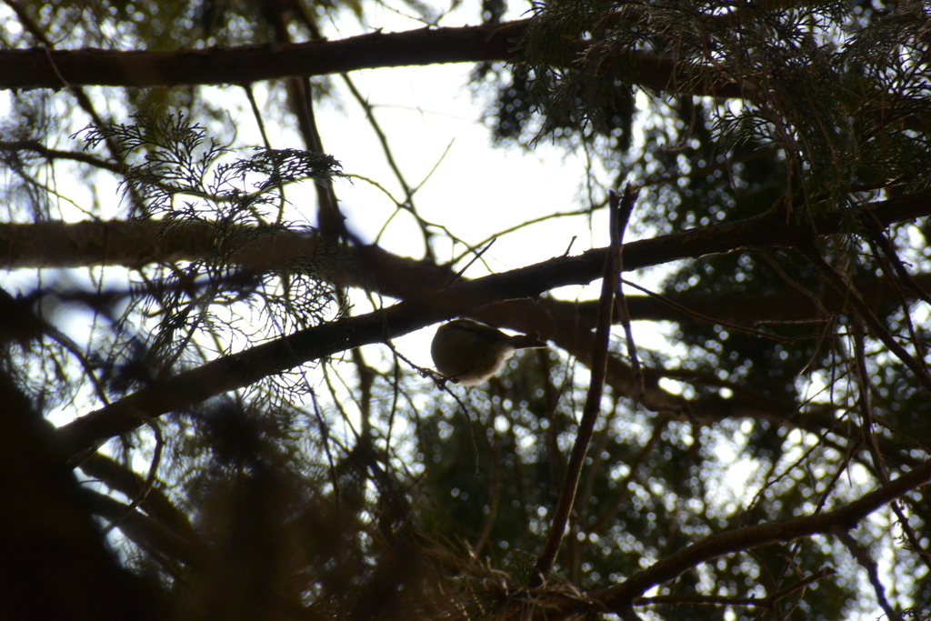 f:id:doshiroutobirder:20190217183429j:plain f:id:doshiroutobirder:20190217183429j:plain