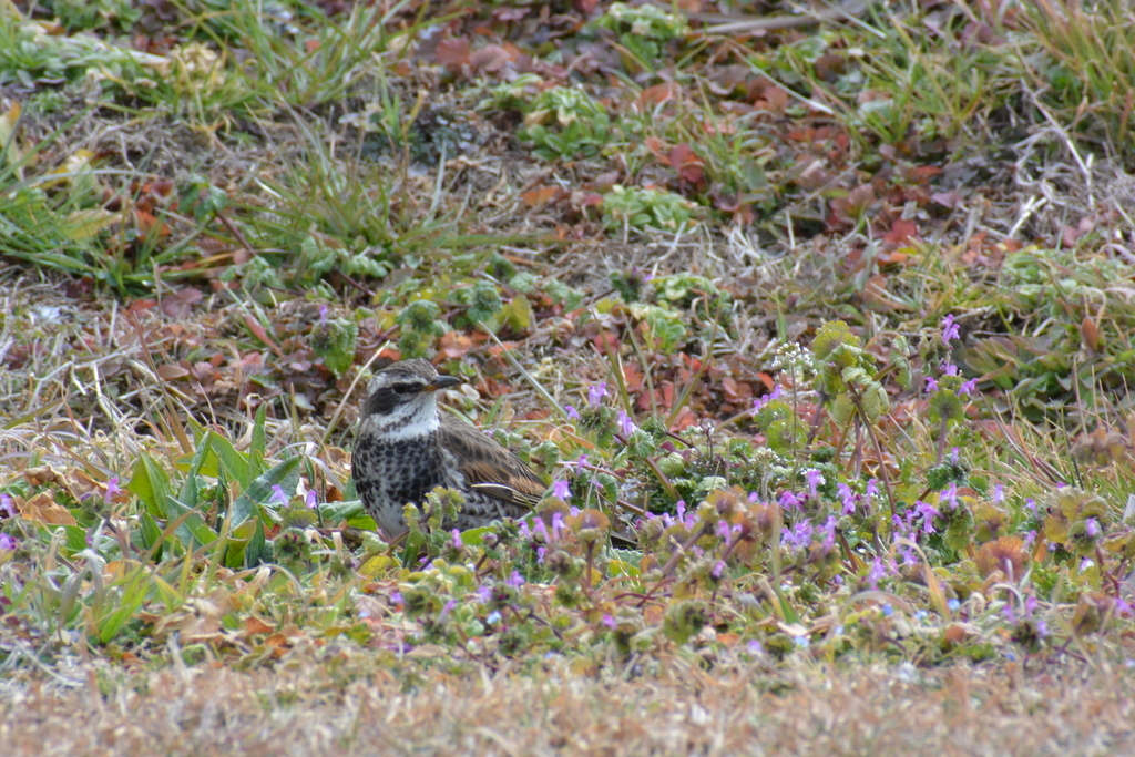 f:id:doshiroutobirder:20190217191900j:plain f:id:doshiroutobirder:20190217191900j:plain