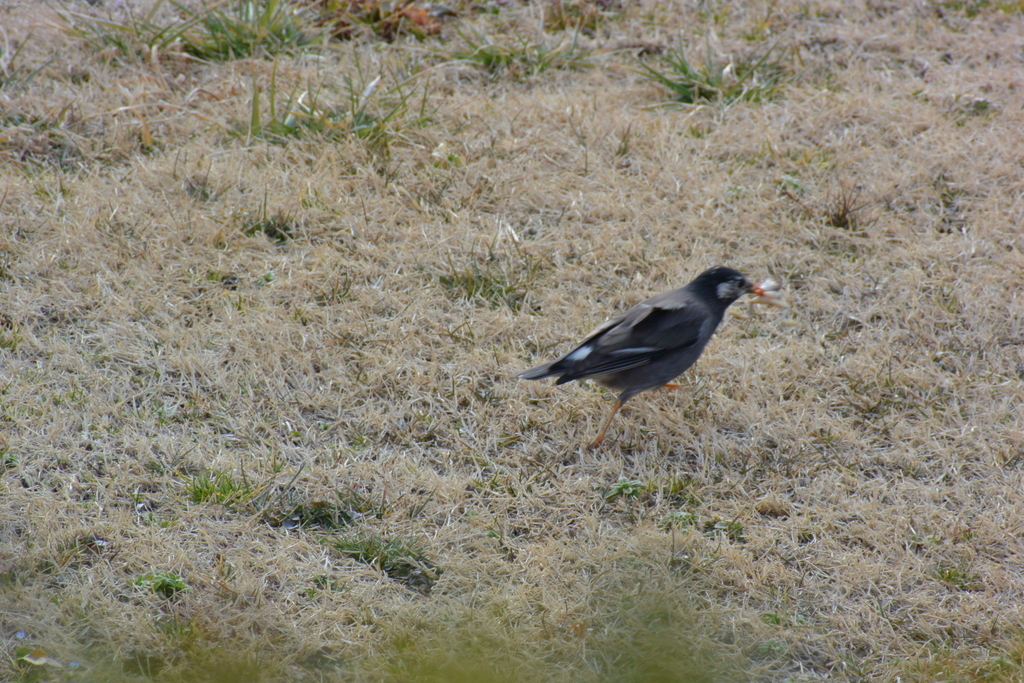 f:id:doshiroutobirder:20190217192044j:plain f:id:doshiroutobirder:20190217192044j:plain