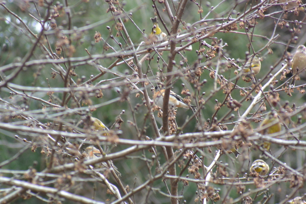 f:id:doshiroutobirder:20190217193411j:plain f:id:doshiroutobirder:20190217193411j:plain